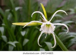 Image result for Ismene narcissiflora