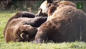 Rezervatia de ursi libearty rezervația de urși zărnești departe de a fi o grădină zoologică, sanctuarul de urşi relevă o parte din viaţa în libertate a carnivorelor mari, tocmai de aceea primeşte. Video The Bears From Libearty Zarnesti Love The Autumn AsociaÈ›ia Milioane De Prieteni