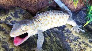 Miami best exotic petshop, specialized products for 15+ species of mammals, reptiles, and more, shipping all over the country, the best prices. More Than 40 Exotic Pets Abandoned In Apartment Complex Abc7 New York