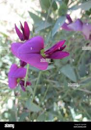 Image result for Otoptera