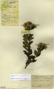 Image result for Vernonia tigna