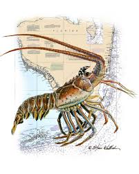 Possession limit on the water: Chart Art Lobzilla Fl Spiny Lobster Spiny Lobster Lobster Art Lobster Drawing