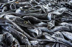 Image result for Lepturus