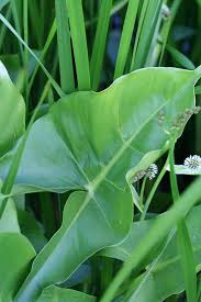 Check spelling or type a new query. Peltandra Virginica Arrow Arum From Kind Earth Growers