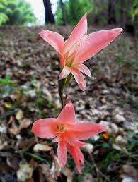 Image result for Gladiolus melleri