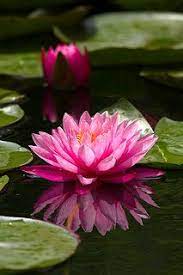 Pink Water Lily Beautiful Flowers Lily Lotus Love Flowers