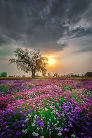 beauty and the beast broken pieces 3 nature photographs nature beautiful nature