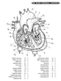 The cardiovascular system anatomy and physiology coloring workbook answers keywords: Pin On Projects To Try