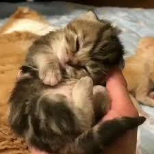 Cat Catlover Catlovers Video Cute Cats Cute Baby Animals Cute Animals