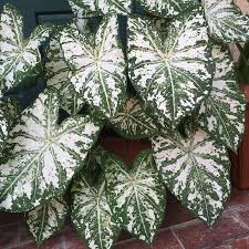 How To Plant And Grow Heart Of Jesus 'White Christmas'(Caladium Bicolor 'White  Christmas')