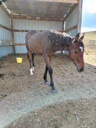 Up for consideration. Grade quarter horses. Right around a year old. They  all lead once caught. Leggy bay with a stripe is a filly. Located near  Billings