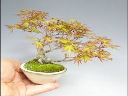 How to create a maple (acer) bonsai tree in 20 mins by peter chan. Beautiful Japanese Maple Bonsai Youtube