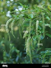 Image result for Iteaceae