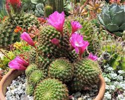 Cactus flowers are showy and usually quite large. The Mystery Of The Fake Cactus Flowers Ok Whatever