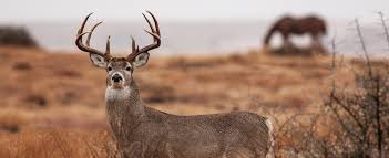 The following year, encouraged by the experience, he headed up his. The Legendary Four Sixes Ranches Is For Sale Asset Publisher