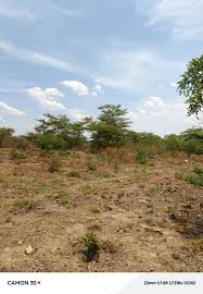 Image result for Sopubia ramosa