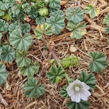 Image result for Malva neglecta