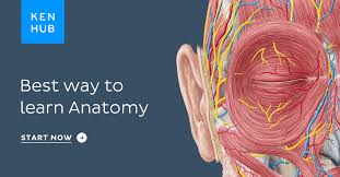 See more ideas about anatomy, concept map, concept. Free Online Atlas Anatomy Of The Human Body Made Simple Kenhub