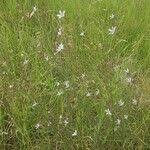 Image result for Lactuca inermis