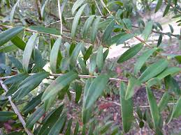 Image result for Melaleuca hypericifolia