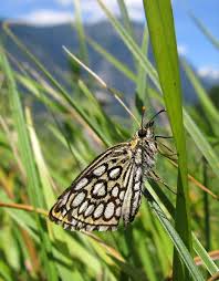 Image result for Heteropterus morpheus