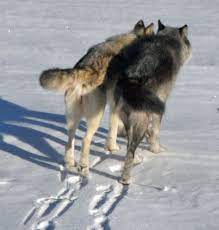 Wolf Pair Bonds