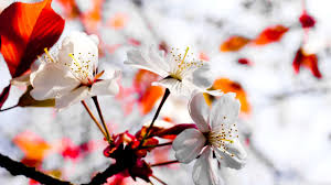 Download them for free for your. Hd Wallpapers For Pc Full Screen Flower Wallpaper Cave