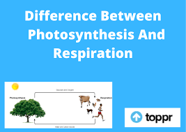 Check spelling or type a new query. Difference Between Photosynthesis And Respiration In Tabular Form