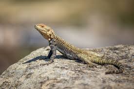 How to attract lizards to your garden. Lizards In The Garden South Coast Sun