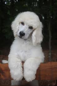 Black And White Standard Poodle Puppies For Sale 038 Ice S White Blue Polish Male White Standard Poodle Puppy For Adoption Poodle Puppy Standard Poodle Puppies For Sale Poodle Puppy
