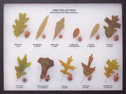 Oak Leaf And Acorn Display Eastern Oaks