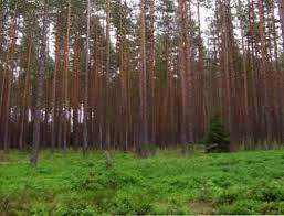 We did not find results for: Hutan Konifer Jenis Flora Fauna Iklim Lokasi Biologi Thpanorama Buat Diri Anda Lebih Baik Hari Ini