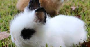 Rabbits Holland Lops Dwarfs And Lionheads For Sale San Antonio Cute Baby Bunnies Pet Bunny Netherland Dwarf Bunny