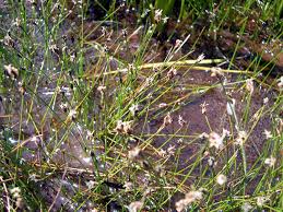 Image result for Eleocharis setifolia