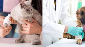 When we take our pets to the vet, we like knowing that they are giving us the best advice and we're comfortable with the vet's knowledge and the vet clinic. Emergency Pet Care Riverview Fl Urgent Care Vet Clinic