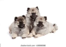 Keeshond Images Stock Photos Vectors Shutterstock