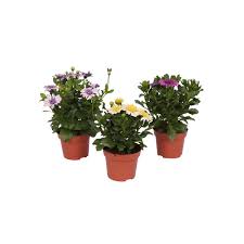Porównuj i odkrywaj najtańsze produkty. Roslina Kepiasta Mix Osteospermum 15 20 Cm Kwiaty Balkonowe I Ogrodowe W Atrakcyjnej Cenie W Sklepach Leroy Merlin