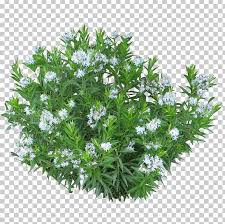 Shrub Plant Tree Png Clipart Bridalwreaths Bushes Fern Flower Flowering Plant Free Png Download Bush png image image with transparent background | vegetação, png. shrub plant tree png clipart