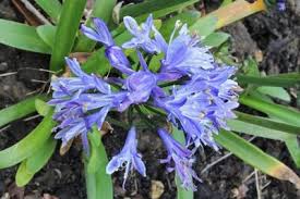 Image result for Tulbaghia friesii