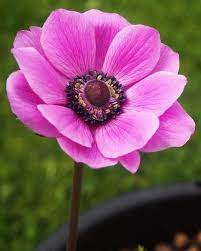 Pin On Anemone