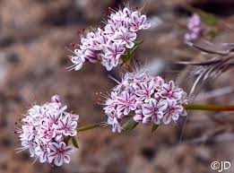 Image result for Eriospermum flexuosum