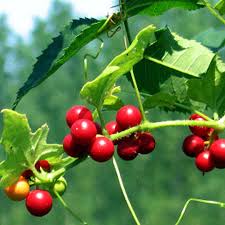 Une toux sèche puis grasse : Bryone Dioique Bryonia Dioica Rot Zaunrube Phytotheque Herbier Herbarium