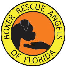 Maybe you would like to learn more about one of these? Pets For Adoption At Boxer Rescue Angels Of Florida In Bradenton Fl Petfinder