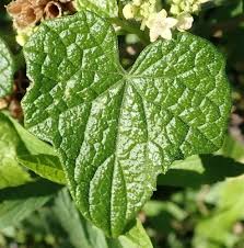 Image result for Zehneria tridactyla