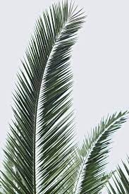 Each has a distinctive appearance and aesthetic impact on the landscape. 20 000 Best Palm Leaves Photos 100 Free Download Pexels Stock Photos