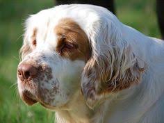 We did not find results for: 190 Clumber Spaniels Ideas Clumber Spaniel Spaniel Dog Spaniel