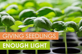 Check spelling or type a new query. How To Give Seedlings Enough Light To Be Healthy Upstart University