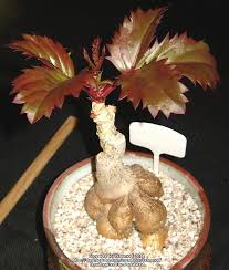 Image result for Cyphostemma congestum