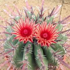 This product made from pilosocereus azureus seed, has color and size. Ferocactus Gaetsii Cactus Flower Blooming Cactus Cactus Plants