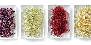 Un libro per i cultori della botanica e per gli appassionati della cucina naturale e delle tradizioni contadine, in cui gli autori (maria. Germogli Elenco Completo Blog Di Fruttaweb